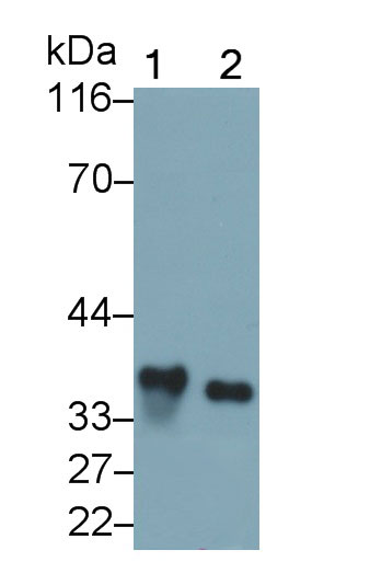 Interleukin 1 Beta (IL1b) Rat Monoclonal Antibody