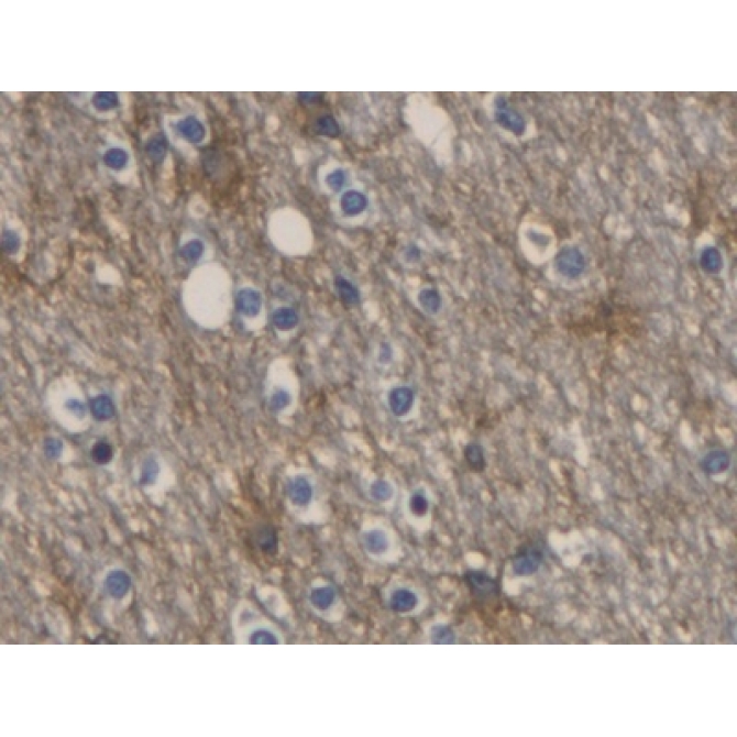 Aquaporin 4 (AQP4) Human Monoclonal Antibody