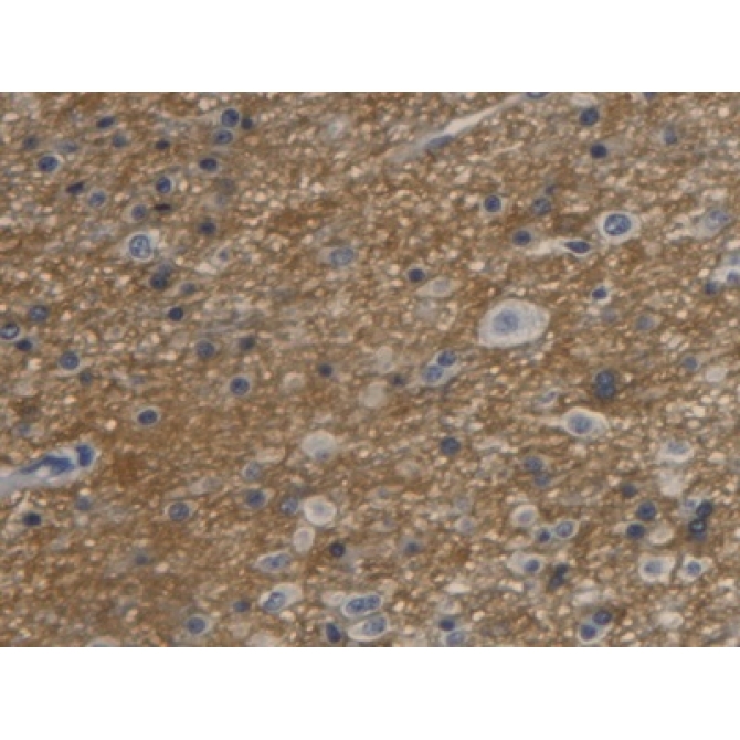 Aquaporin 4 (AQP4) Human Monoclonal Antibody