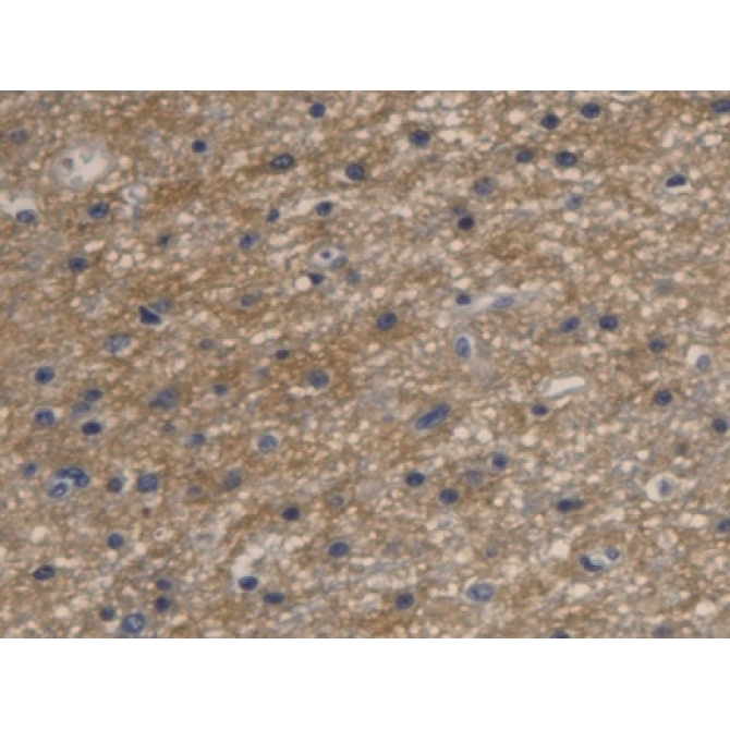 Aquaporin 4 (AQP4) Human Monoclonal Antibody