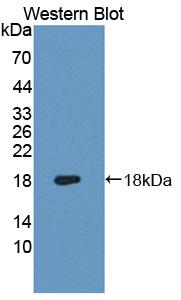 Heme Oxygenase 1 (HO1) Rat Monoclonal Antibody