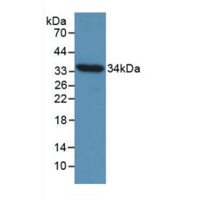 Cyclin D1 (CCND1) Chicken (Gallus) Monoclonal Antibody