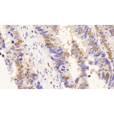Proliferating Cell Nuclear Antigen (PCNA) Human, Mouse, Rat, Canis familiaris; Canine (Dog), Pig Monoclonal Antibody