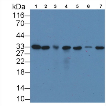 Proliferating Cell Nuclear Antigen (PCNA) Human, Mouse, Rat, Rabbit, Canis familiaris; Canine (Dog), Pig Monoclonal Antibody