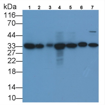 Proliferating Cell Nuclear Antigen (PCNA) Human, Mouse, Rat, Pig Monoclonal Antibody