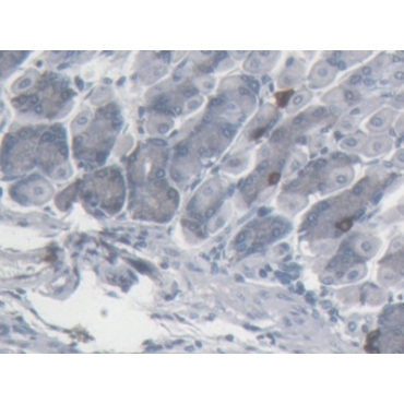 Somatostatin (SST) Mouse Monoclonal Antibody