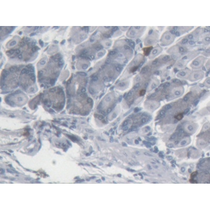 Somatostatin (SST) Mouse Monoclonal Antibody