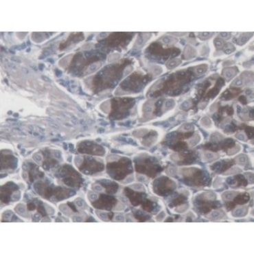 Somatostatin (SST) Mouse Monoclonal Antibody