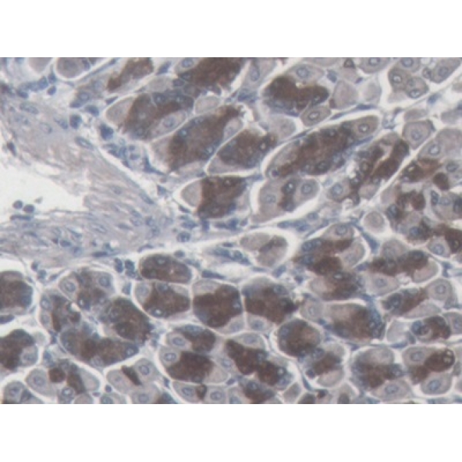 Somatostatin (SST) Mouse Monoclonal Antibody