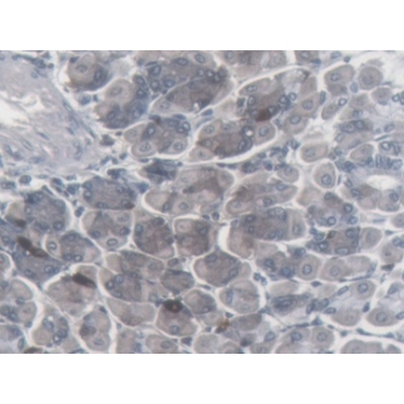 Somatostatin (SST) Mouse Monoclonal Antibody