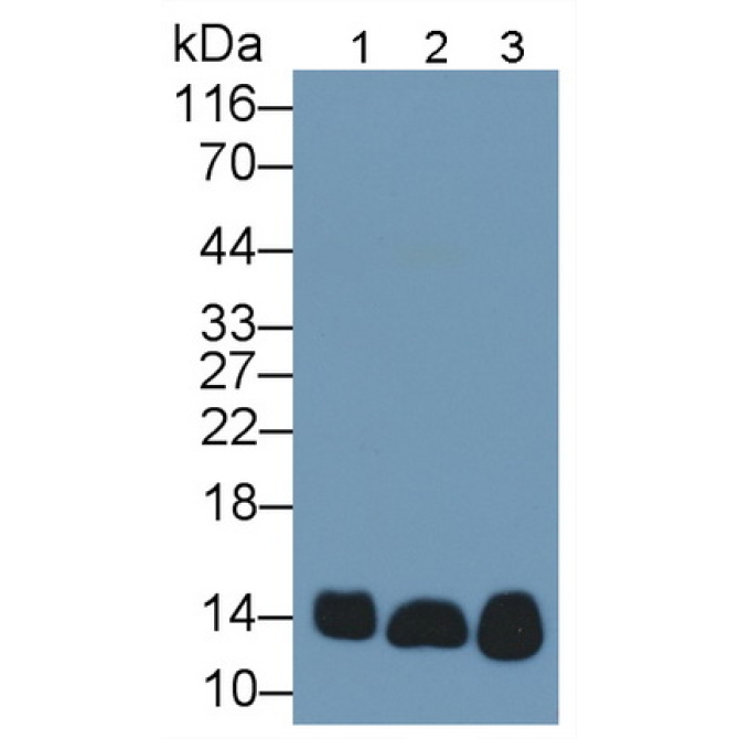 Cytochrome C (CYCS) Human Monoclonal Antibody