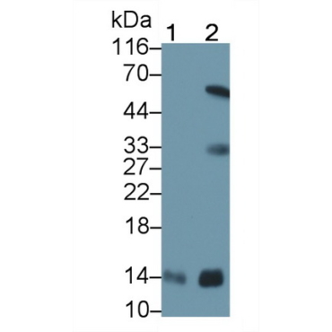 Cytochrome C (CYCS) Human Monoclonal Antibody