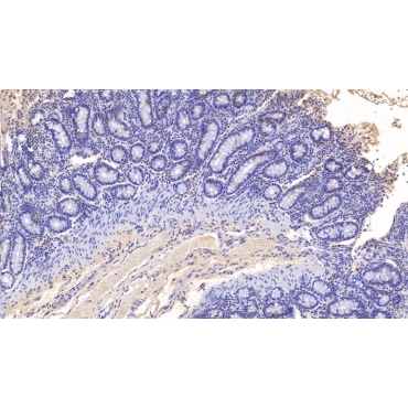 Myeloperoxidase (MPO) Bovine (Cattle) Monoclonal Antibody