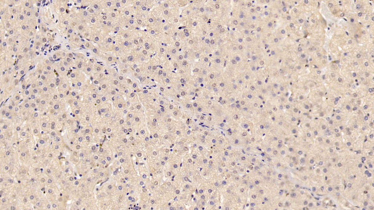 Adiponectin (ADPN) Pig Monoclonal Antibody