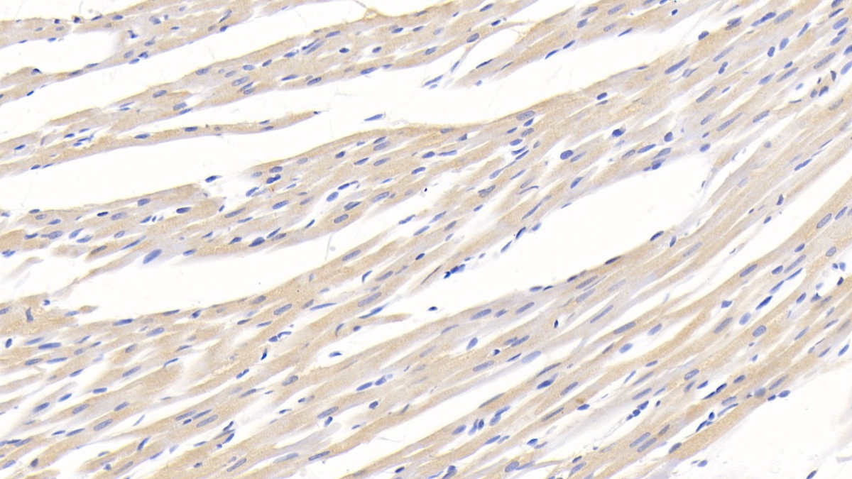 Adiponectin (ADPN) Rat Monoclonal Antibody