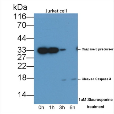 Caspase 3 (CASP3) Human Monoclonal Antibody