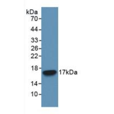 Caspase 3 (CASP3) Human Monoclonal Antibody