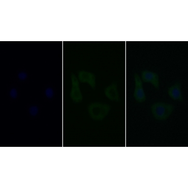 Caspase 9 (CASP9) Human Monoclonal Antibody