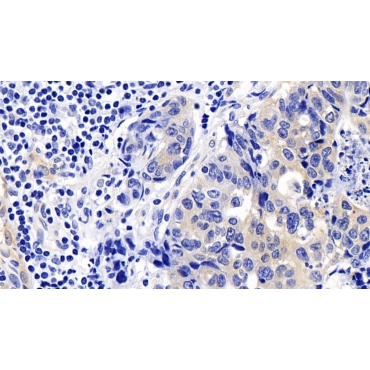 Caspase 9 (CASP9) Human Monoclonal Antibody