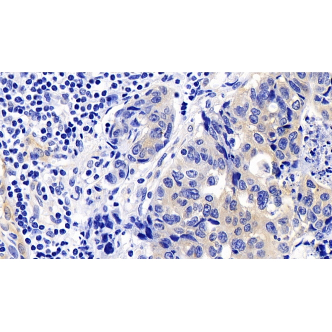 Caspase 9 (CASP9) Human Monoclonal Antibody