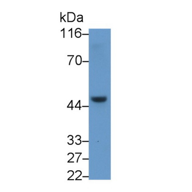 Caspase 9 (CASP9) Human Monoclonal Antibody