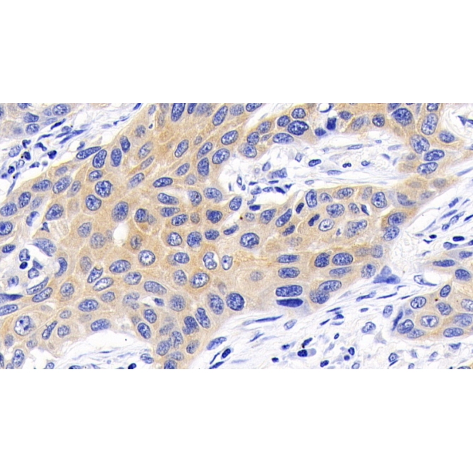 Caspase 9 (CASP9) Human Monoclonal Antibody