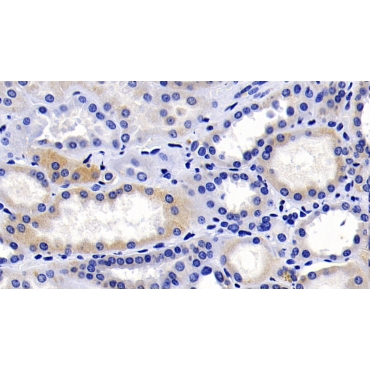 Caspase 9 (CASP9) Human Monoclonal Antibody