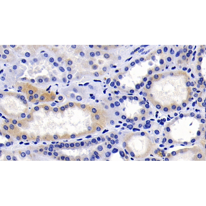 Caspase 9 (CASP9) Human Monoclonal Antibody