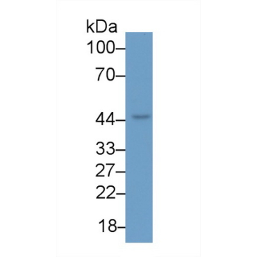 Caspase 9 (CASP9) Human Monoclonal Antibody