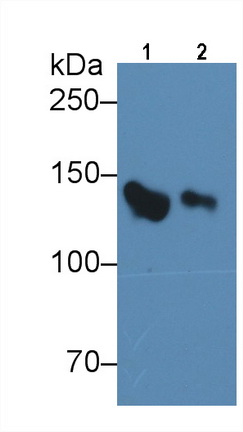 Complement Factor H (CFH) Rat Monoclonal Antibody