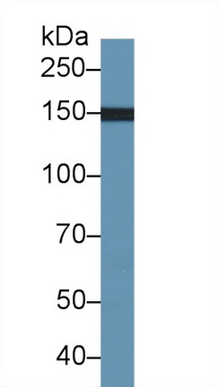 Complement Factor H (CFH) Rat Monoclonal Antibody