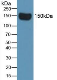 Complement Factor H (CFH) Rat Monoclonal Antibody