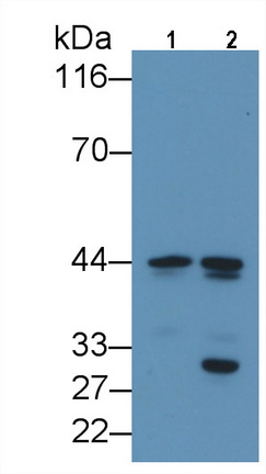 CCAAT/Enhancer Binding Protein Alpha (CEBPa) Rat Monoclonal Antibody