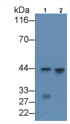 CCAAT/Enhancer Binding Protein Alpha (CEBPa) Rat Monoclonal Antibody