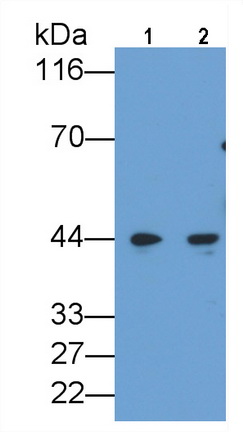 CCAAT/Enhancer Binding Protein Alpha (CEBPa) Rat Monoclonal Antibody