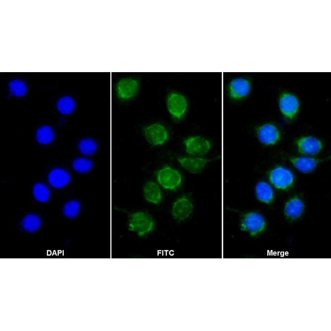 Complement component 1 Q subcomponent-binding protein, mitochondrial (C1QBP) Human Monoclonal Antibody