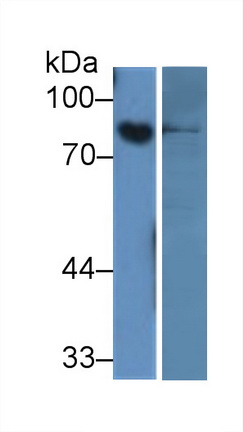 Amiloride Binding Protein 1 (ABP1) Rat Monoclonal Antibody