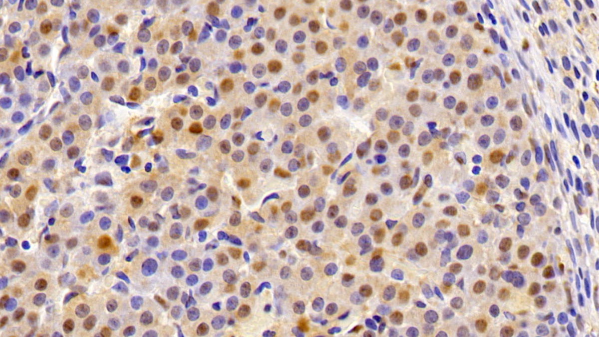 Thioredoxin (Trx) Rat Monoclonal Antibody