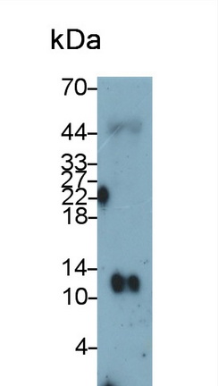 Thioredoxin (Trx) Rat Monoclonal Antibody
