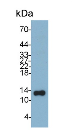 Thioredoxin (Trx) Rat Monoclonal Antibody
