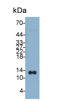 Thioredoxin (Trx) Rat Monoclonal Antibody