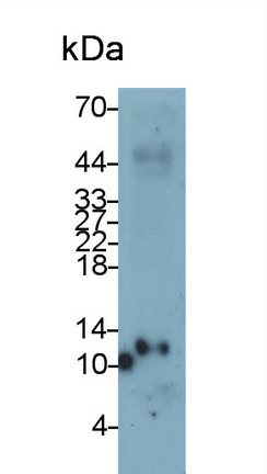 Thioredoxin (Trx) Rat Monoclonal Antibody