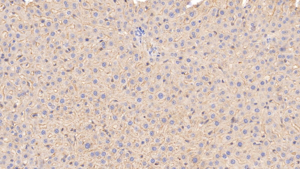 Apolipoprotein E (APOE) Rat Monoclonal Antibody