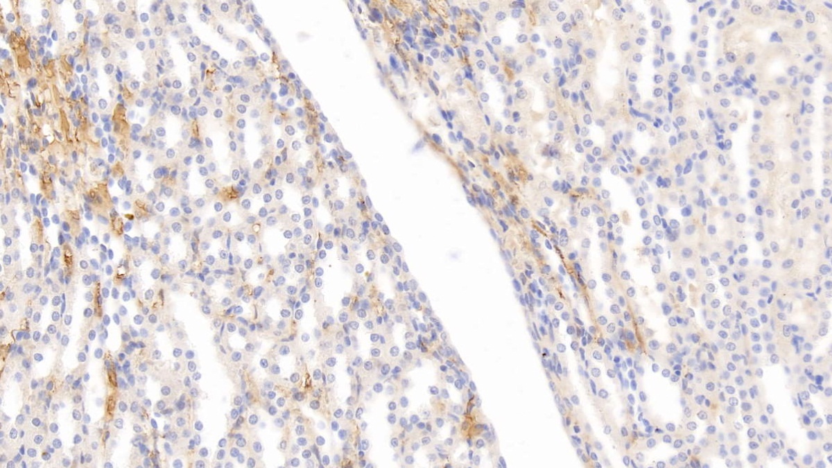 Apolipoprotein E (APOE) Rat Monoclonal Antibody