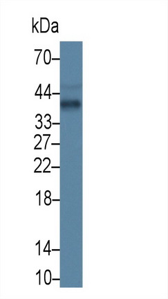 Apolipoprotein E (APOE) Rat Monoclonal Antibody