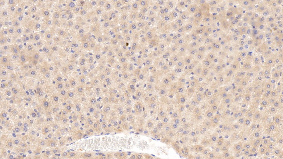 Apolipoprotein E (APOE) Rat Monoclonal Antibody