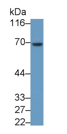 Heparanase (HPSE) Rat Monoclonal Antibody