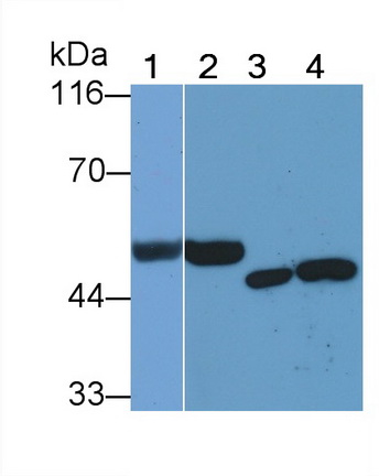 Heparanase (HPSE) Rat Monoclonal Antibody