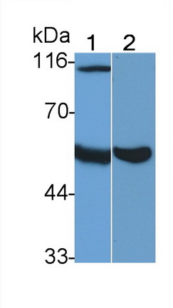 Heparanase (HPSE) Rat Monoclonal Antibody