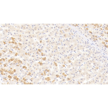 Beta-Site APP Cleaving Enzyme 1 (bACE1) Human Monoclonal Antibody